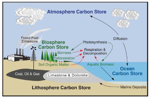 Figure 5.1 The Carbon Cycle (Dr. Michael Pidwirny, Associate Professor University of British Columbia Okanagan)