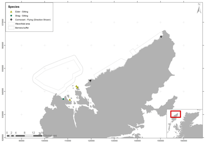 Figure 11 – May eider and shag records from digital aerial survey