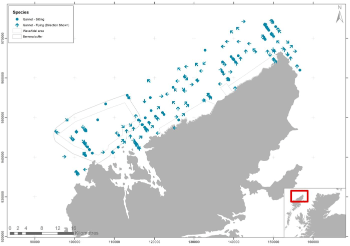 Figure 30 - September gannet records from digital aerial survey