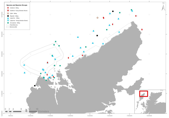 Figure 32 - September auk records from digital aerial survey