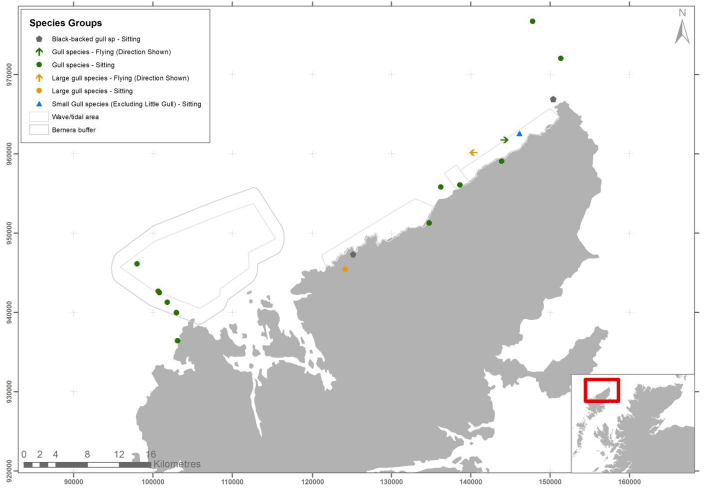 Figure 38 - December gull species group records from digital aerial survey