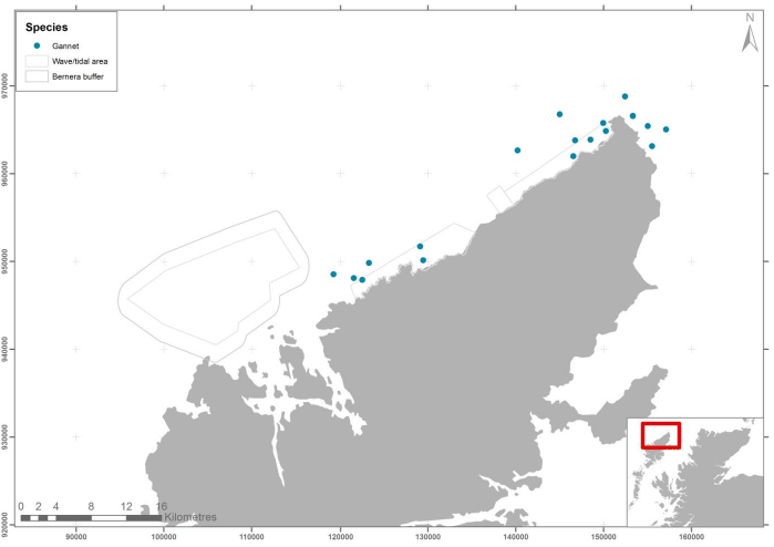 Figure 60 – June gannet records from ground-based counts