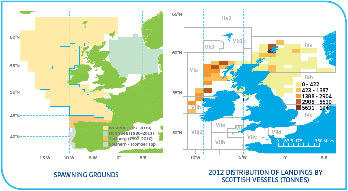 Spawning grounds and distribution of Northeast Atlantic Mackerel Stock