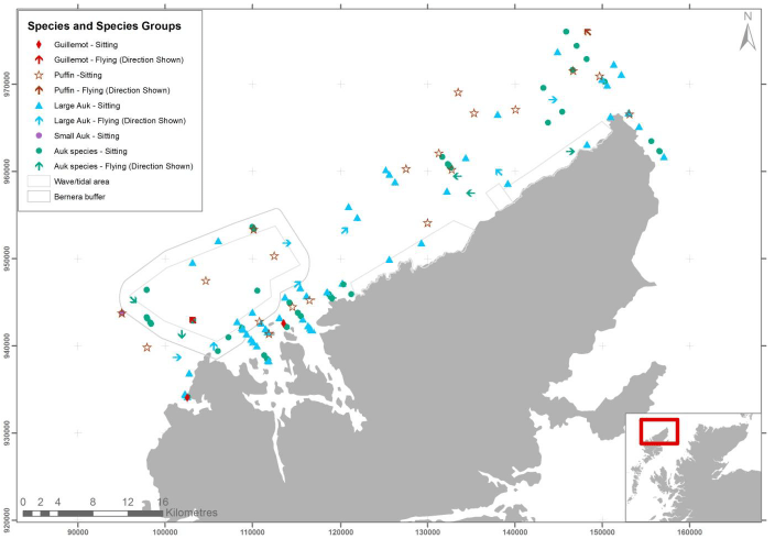 Figure 20 – June auk records from digital aerial survey